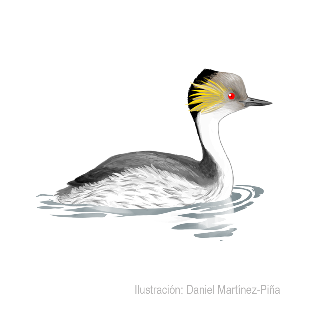 PODICEPS-OCCIPITALIS