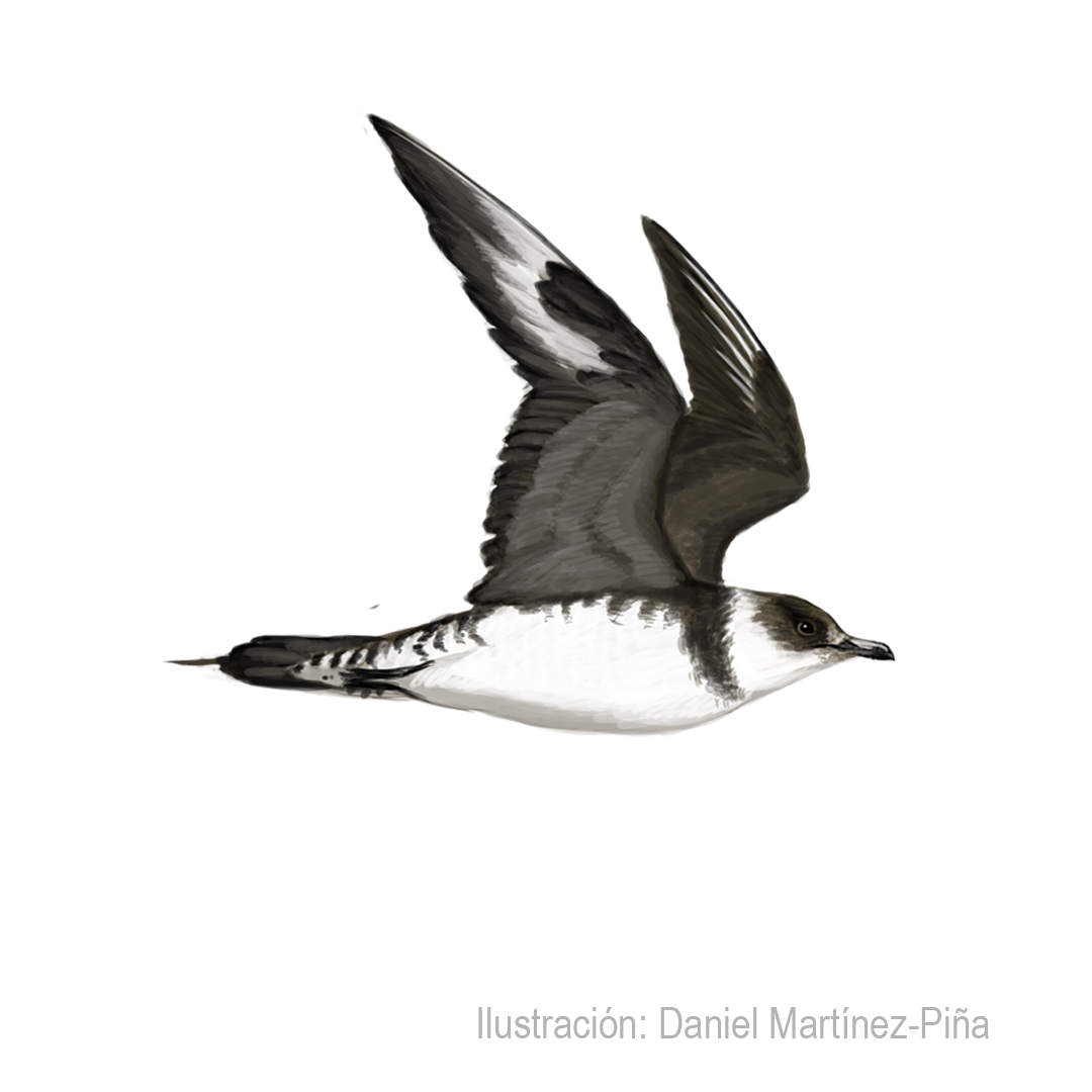 STERCORARIUS-PARASITICUS