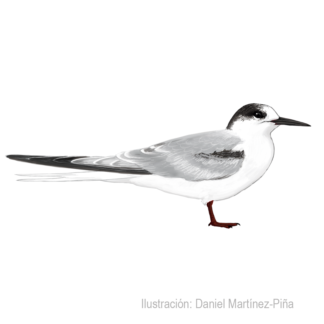 STERNA-HIRUNDO