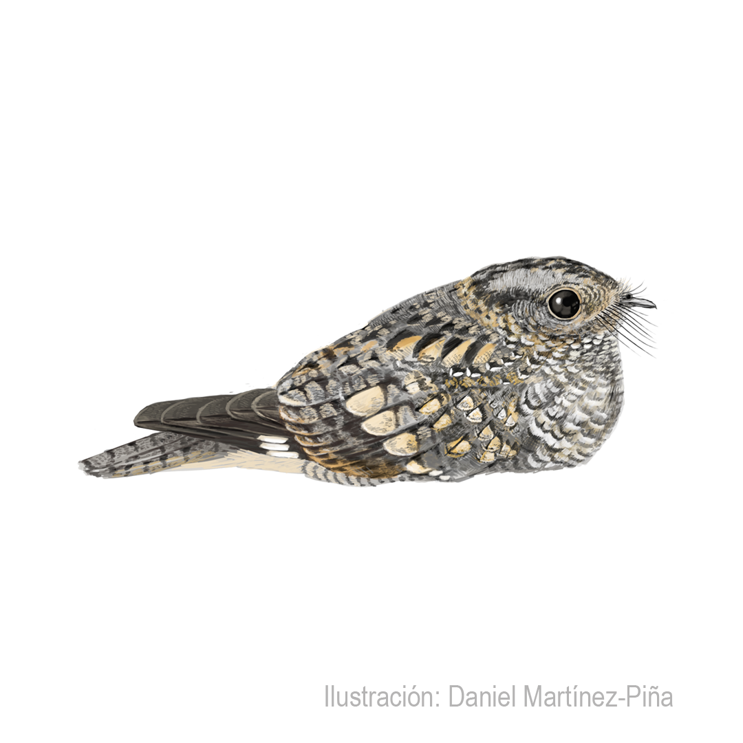 SYSTELLURA-LONGIROSTRIS
