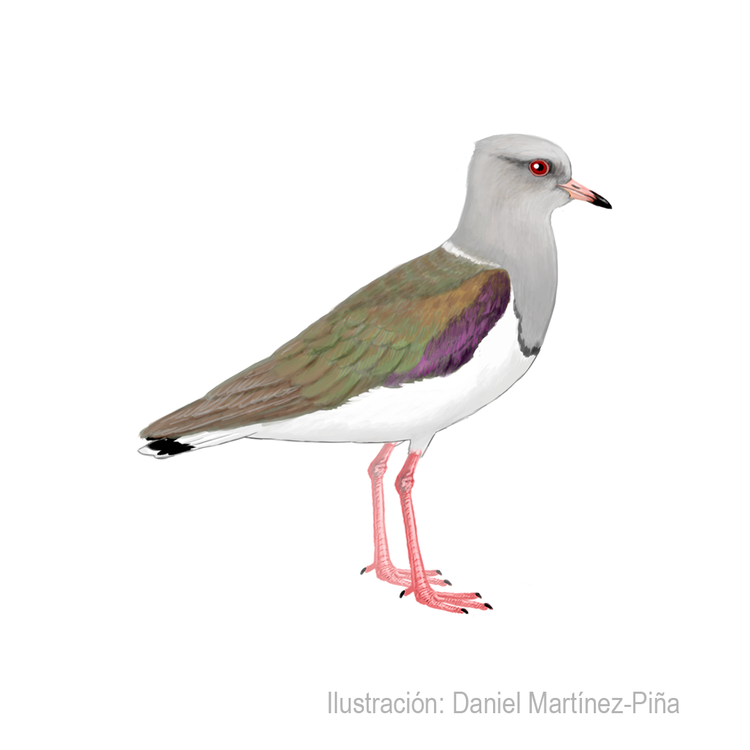 VANELLUS-RESPLENDENS