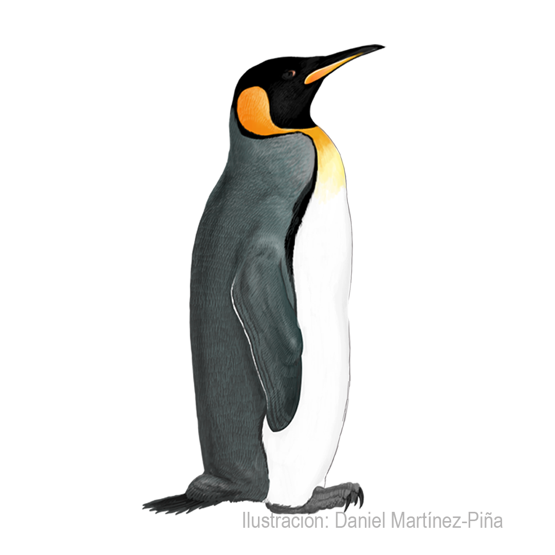 APTENODYTES-PATAGONICUS