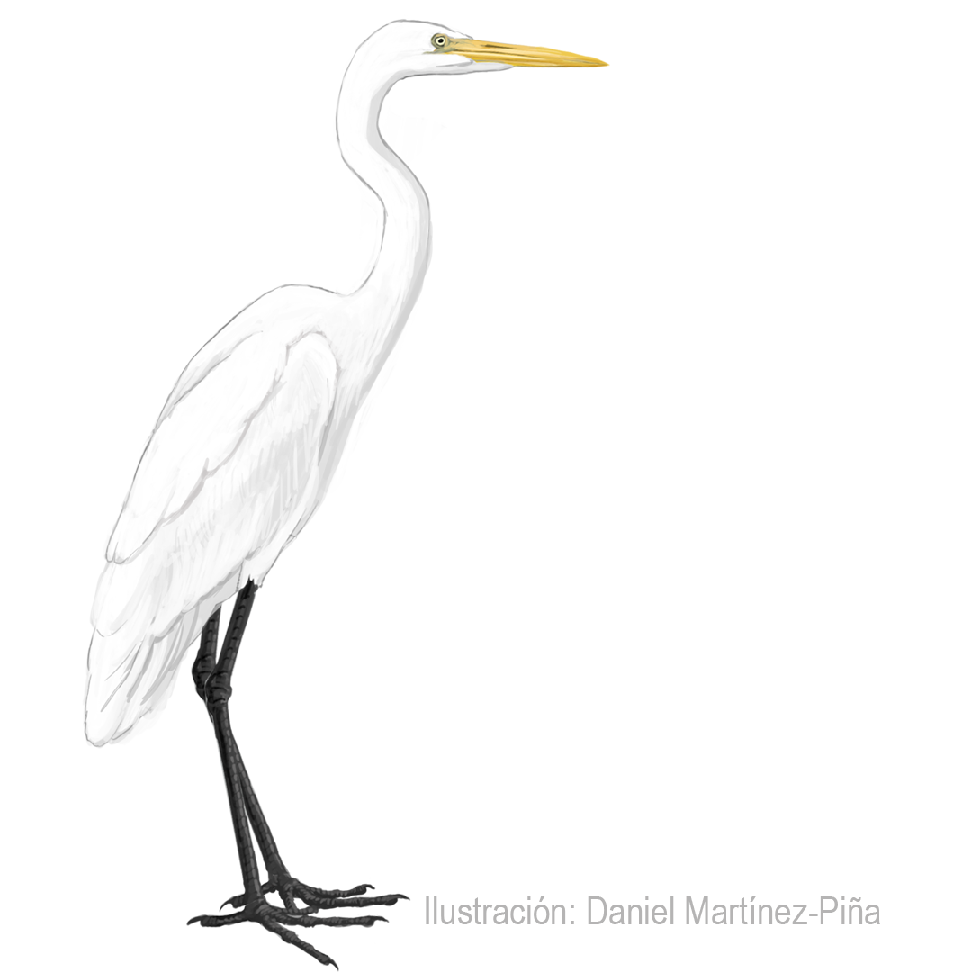 ARDEA-ALBA 1