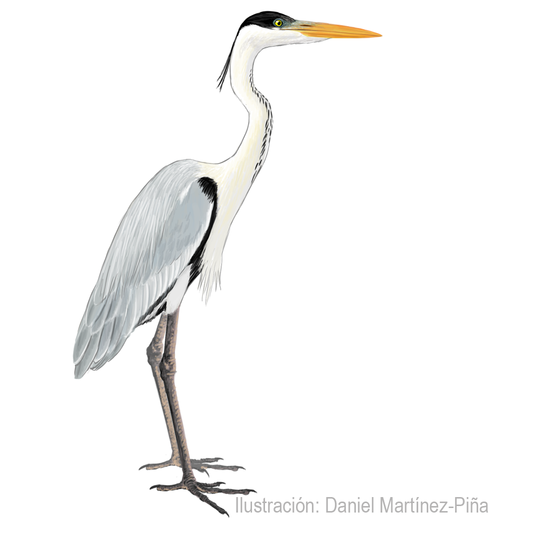ARDEA-COCOI