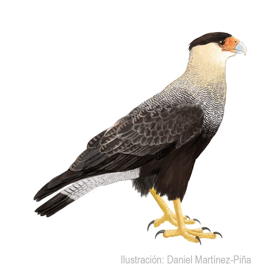 CARACARA-PLANCUS