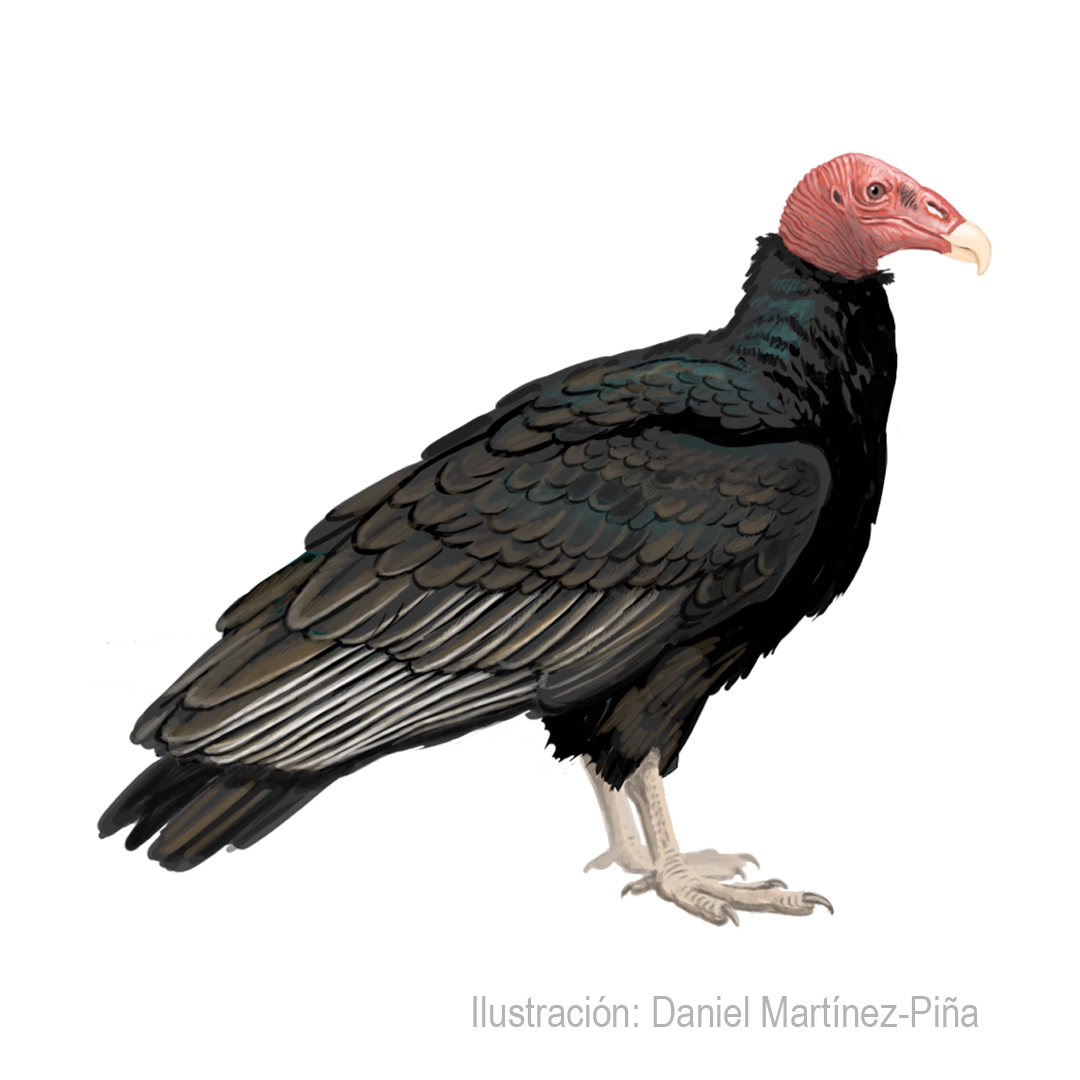 CATHARTES-AURA