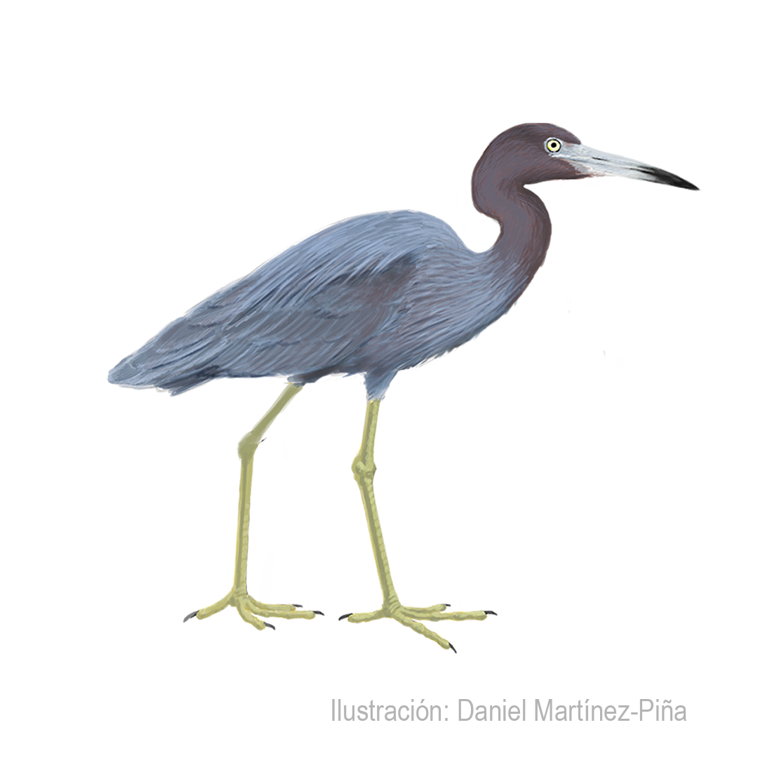 EGRETTA-CAERULEA
