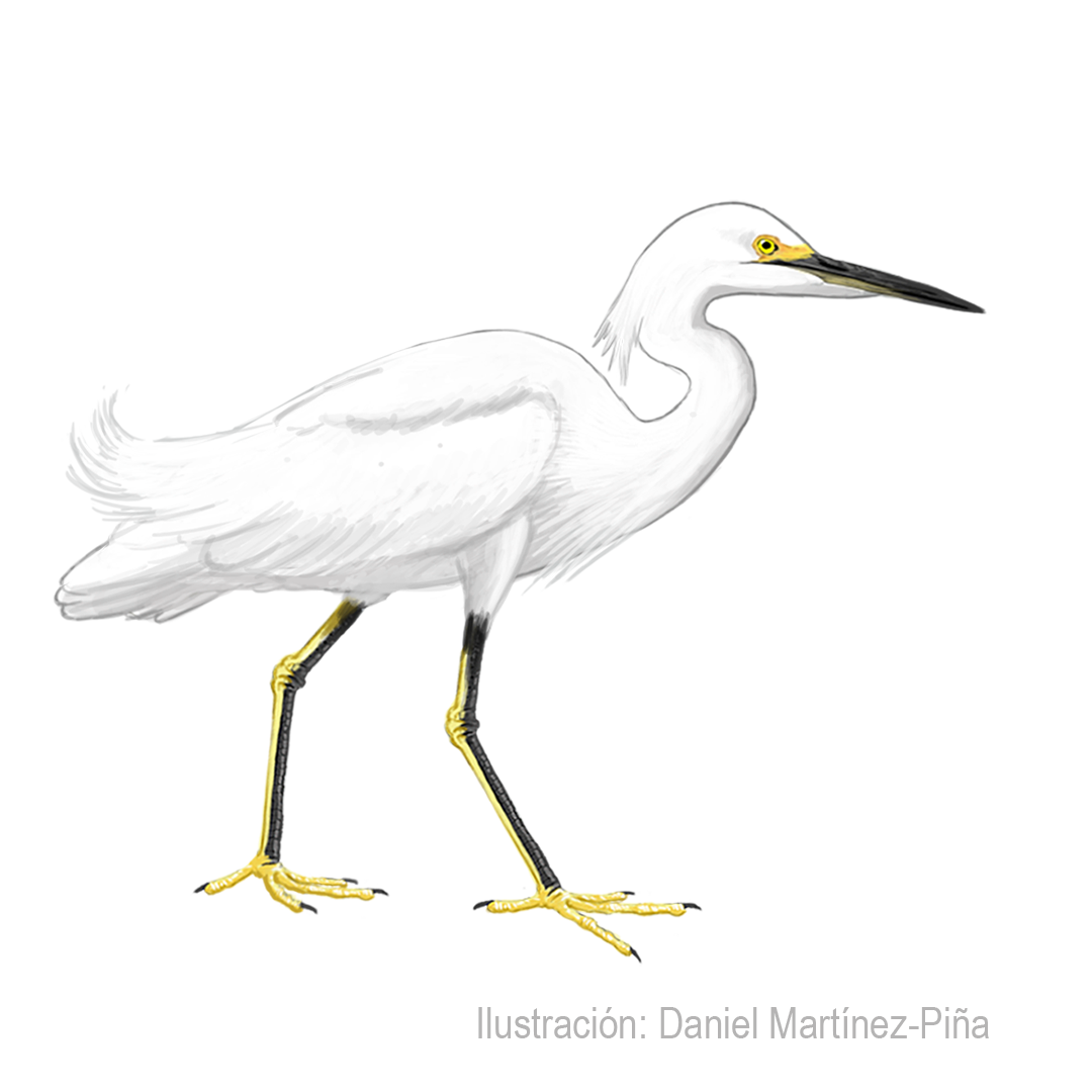 EGRETTA-THULA