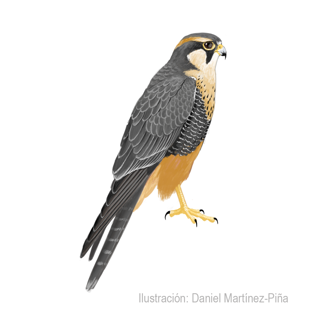 FALCO-FEMORALIS