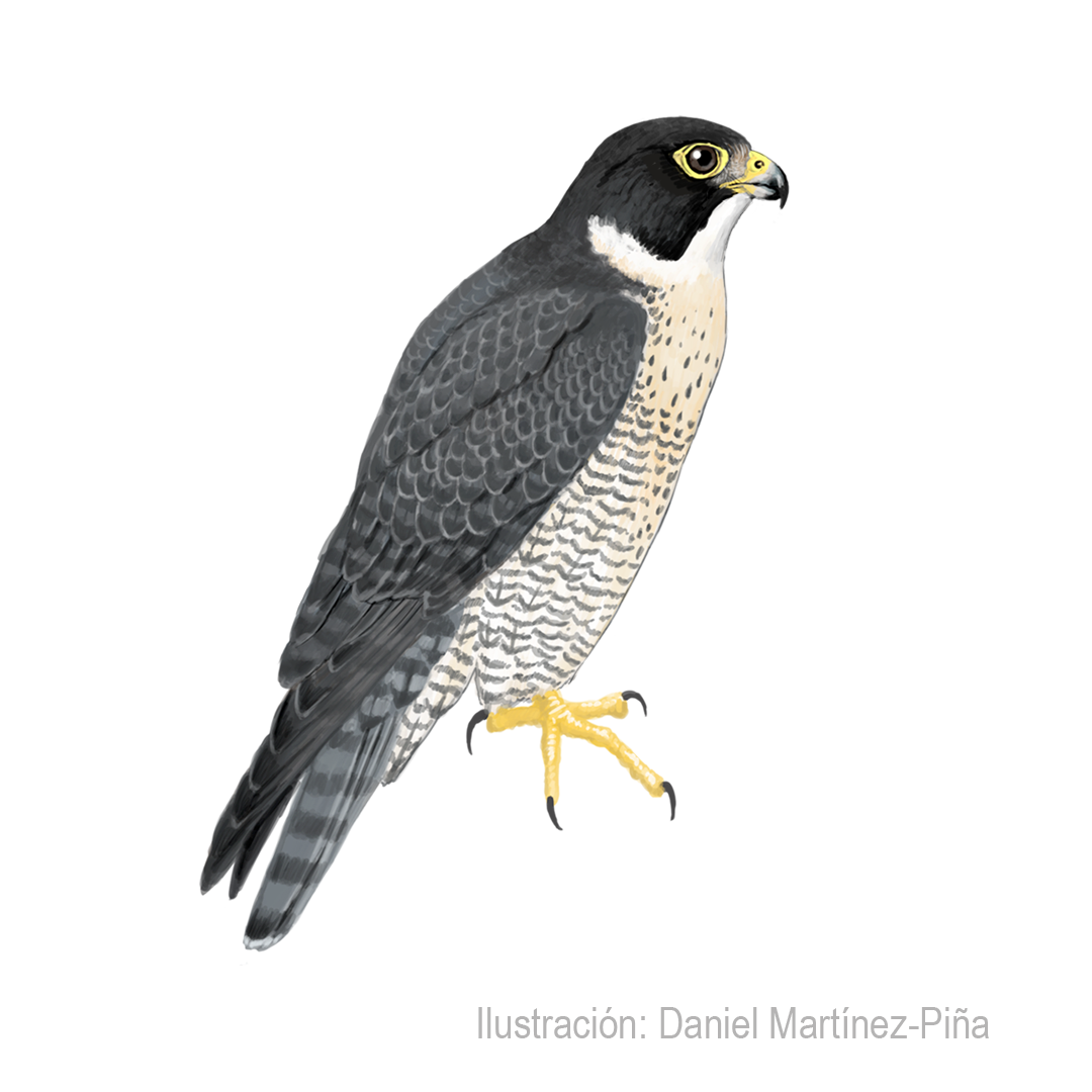 FALCO-PEREGRINUS