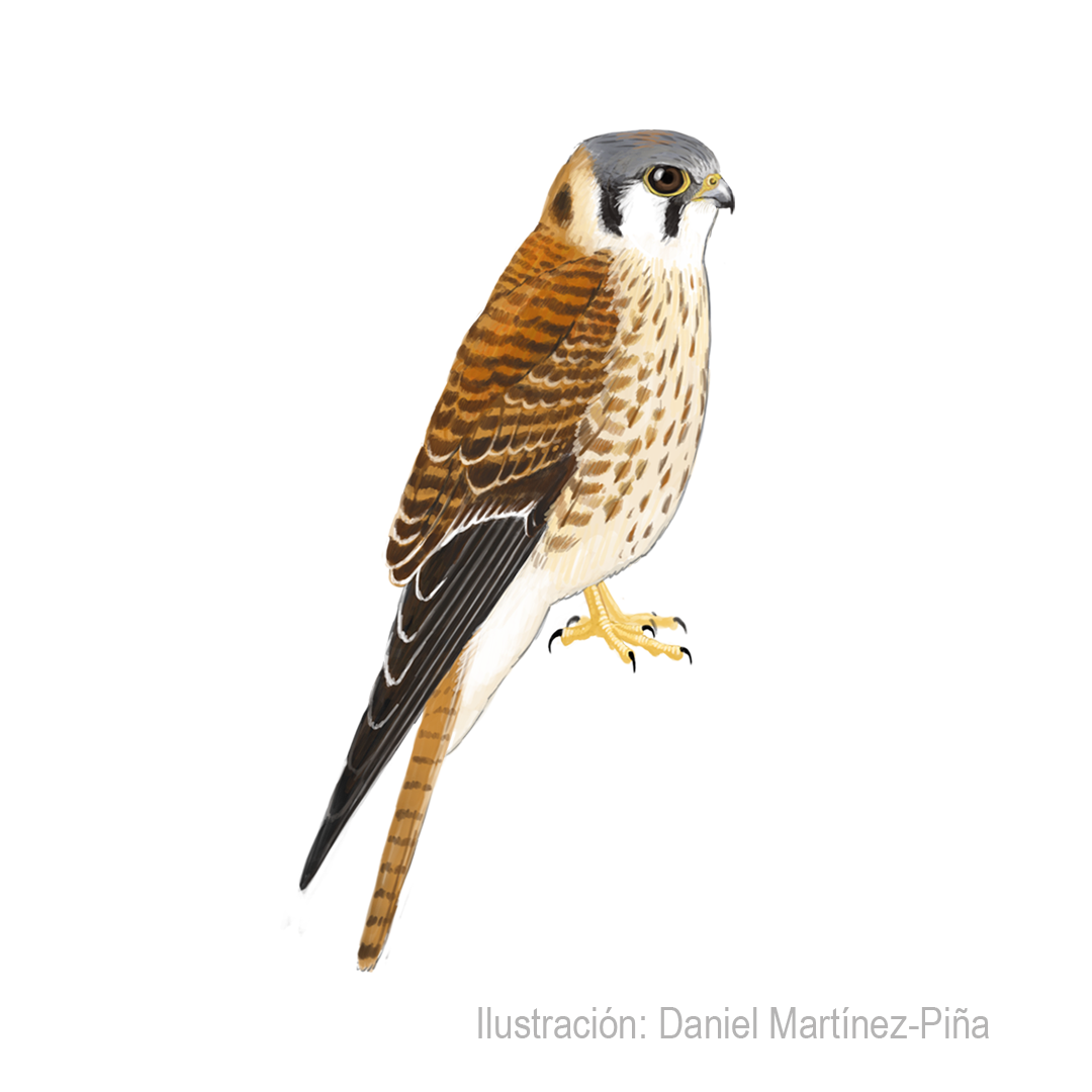 FALCO-SPARVERIUS-H