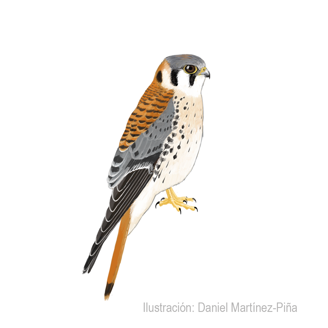FALCO-SPARVERIUS-M