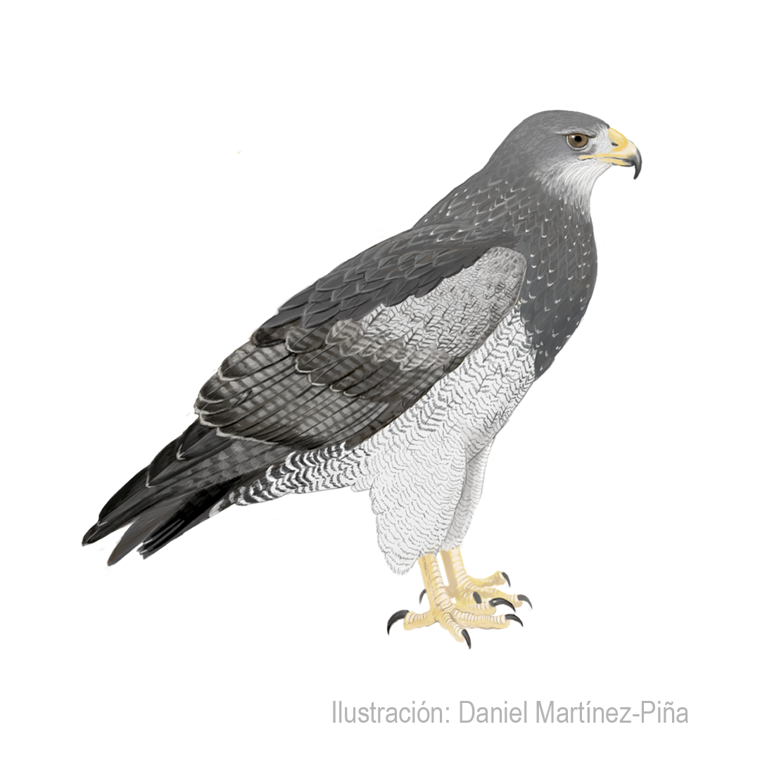 GERANOAETUS-MELANOLEUCUS