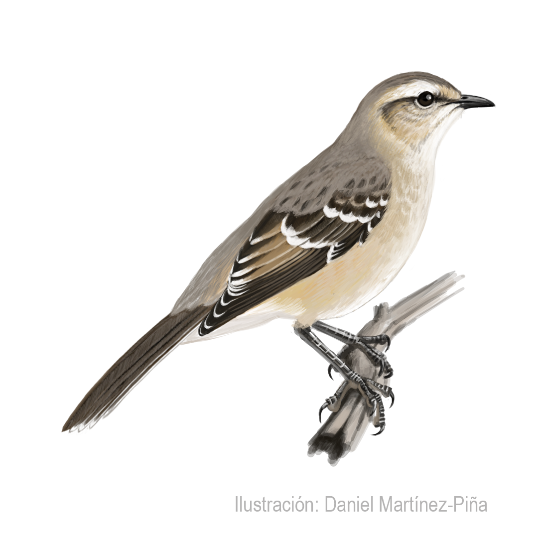 MIMUS-PATAGONICUS