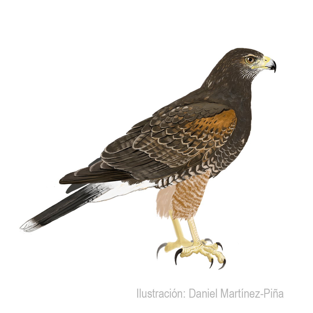 PARABUTEO-UNICINCTUS