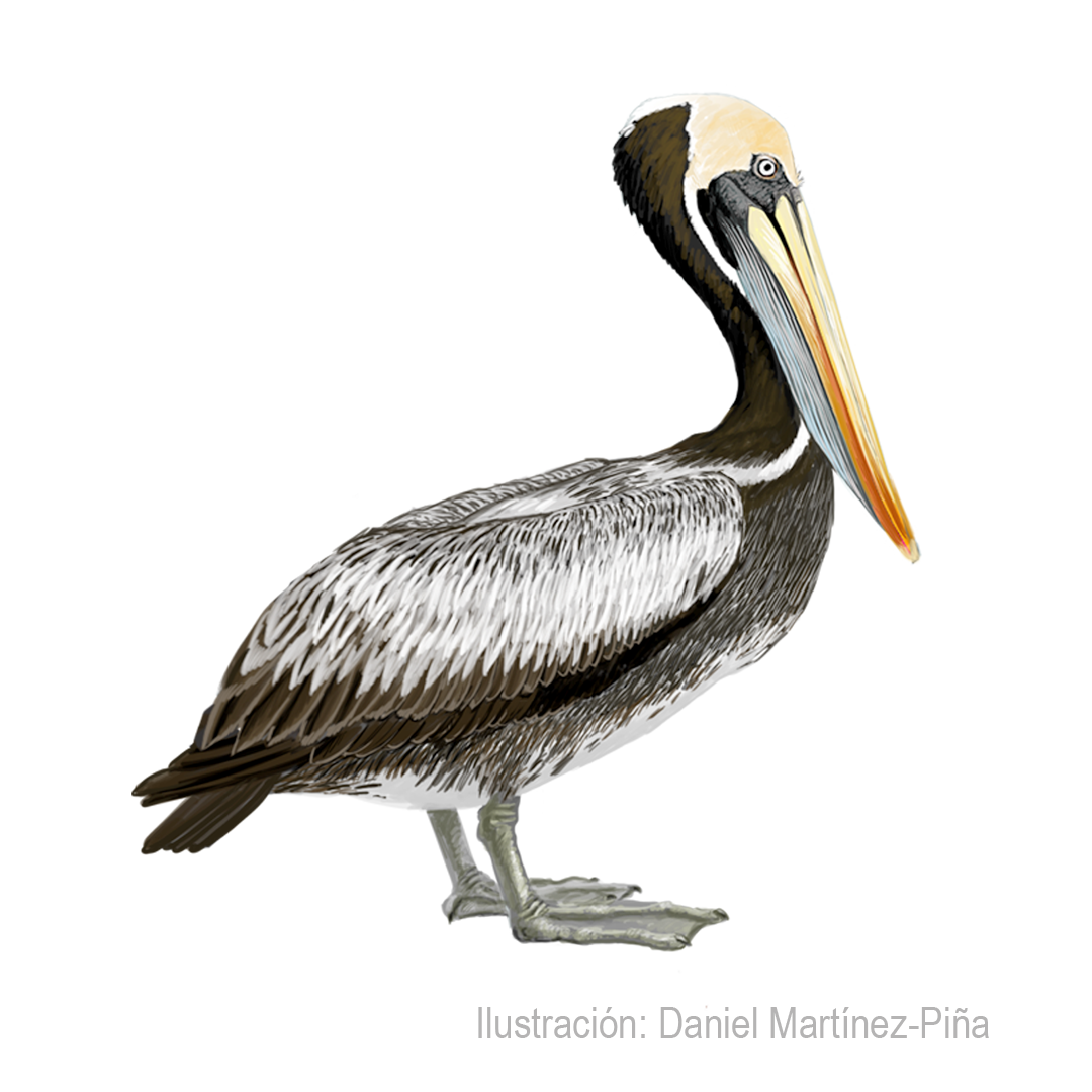 PELECANUS-THAGUS