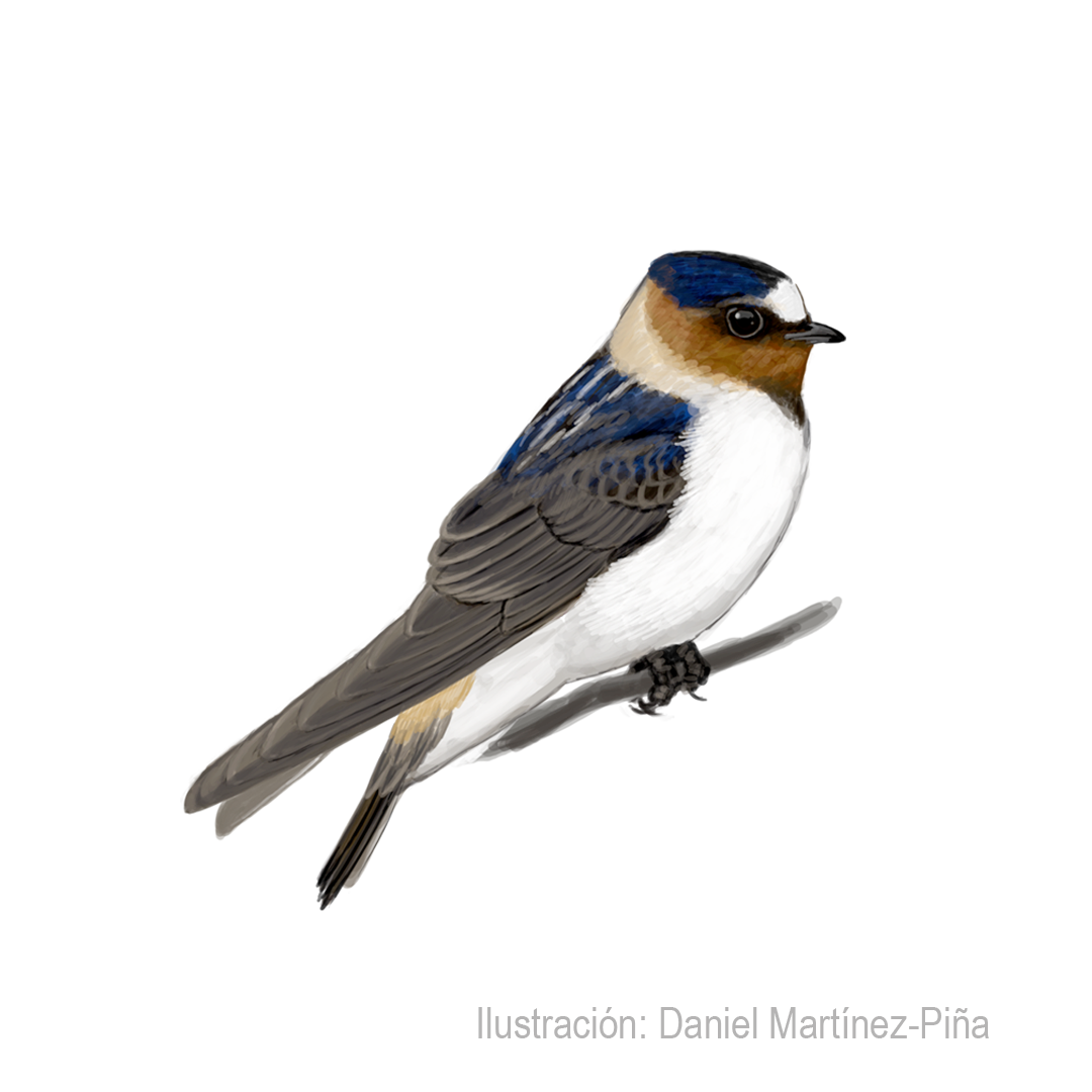 PETROCHELIDON-PYRRHONOTA