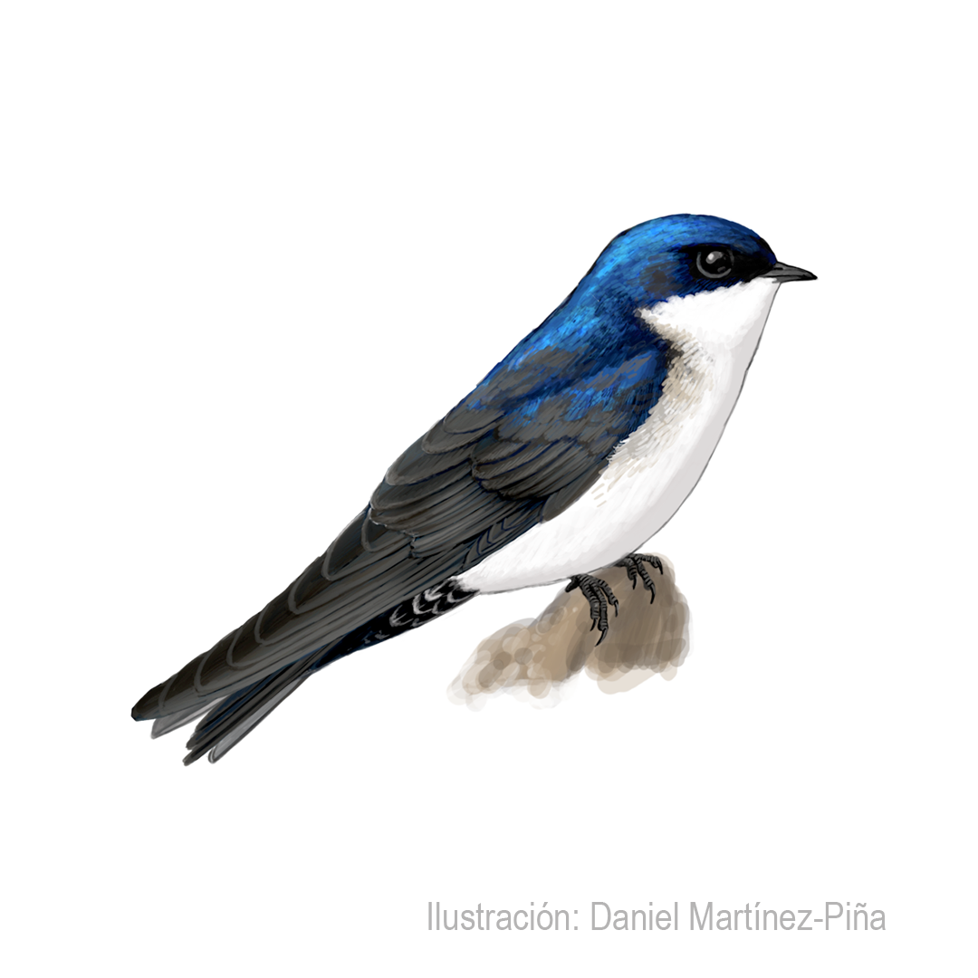 PYGOCHELIDON-CYANOLEUCA