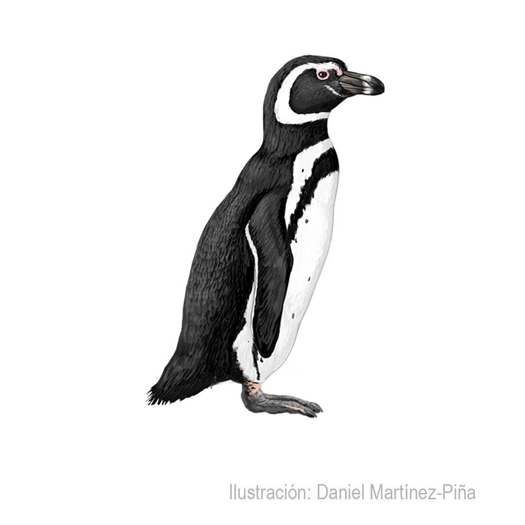SPHENISCUS-MAGELLANICUS