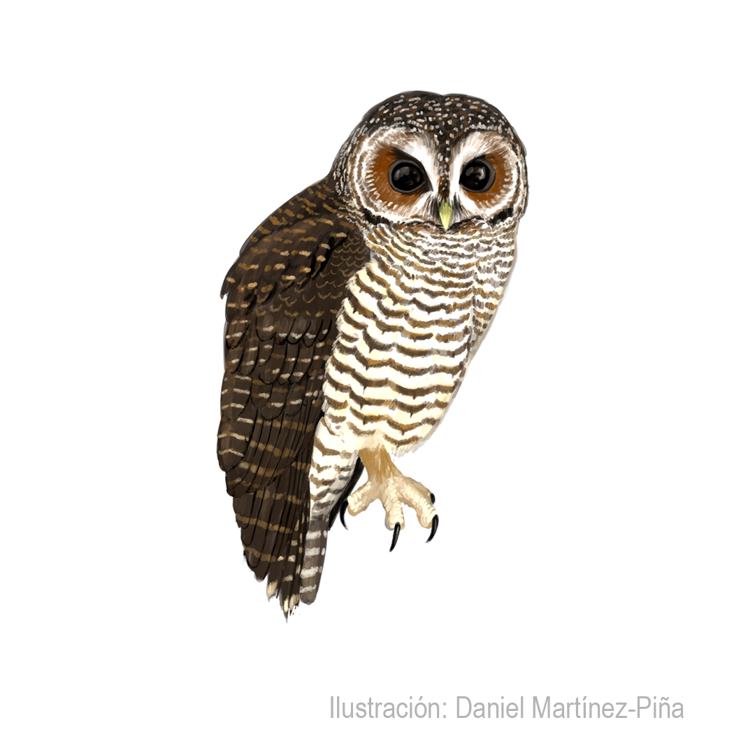 STRIX-RUFIPES