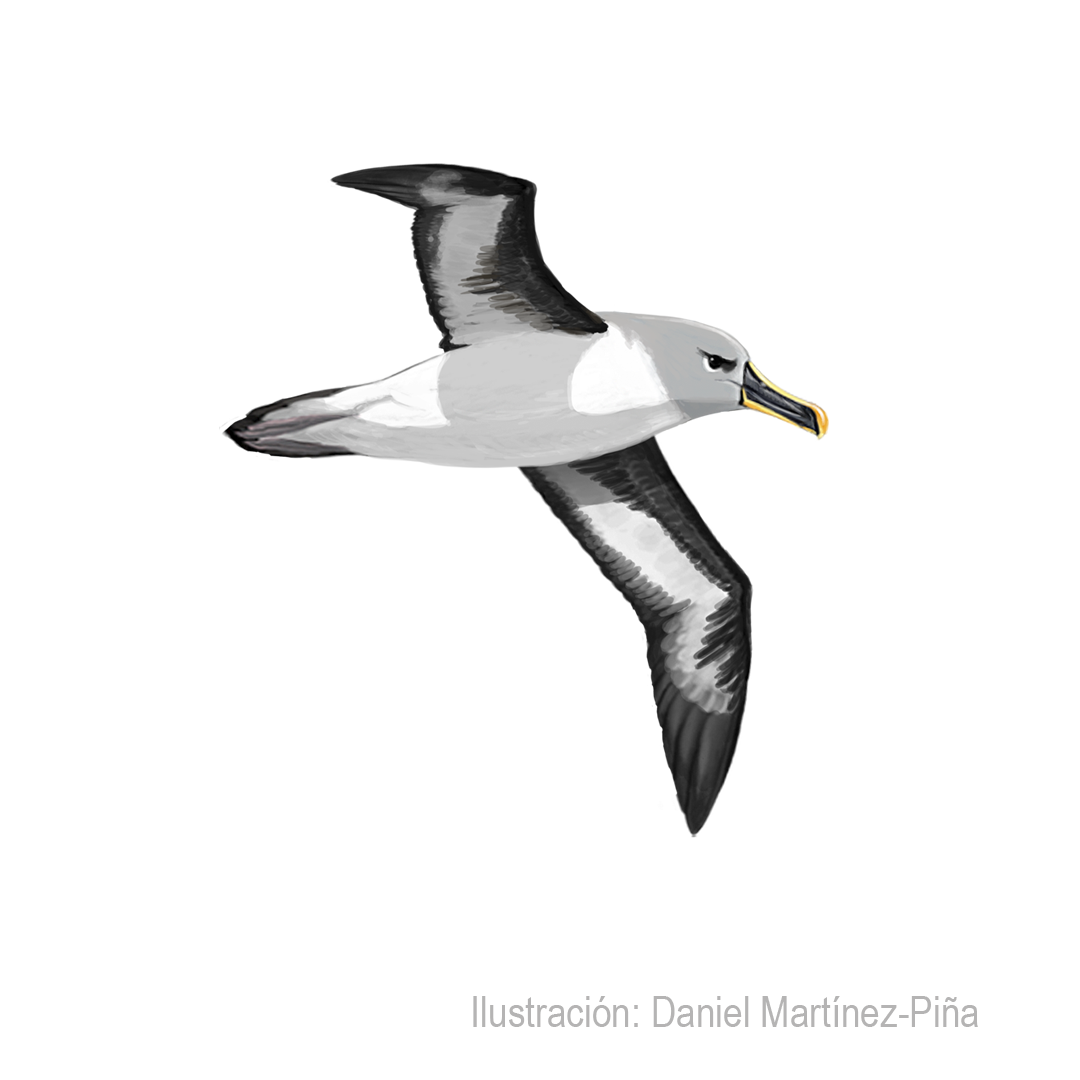THALASSARCHE-CHRYSOSTOMA