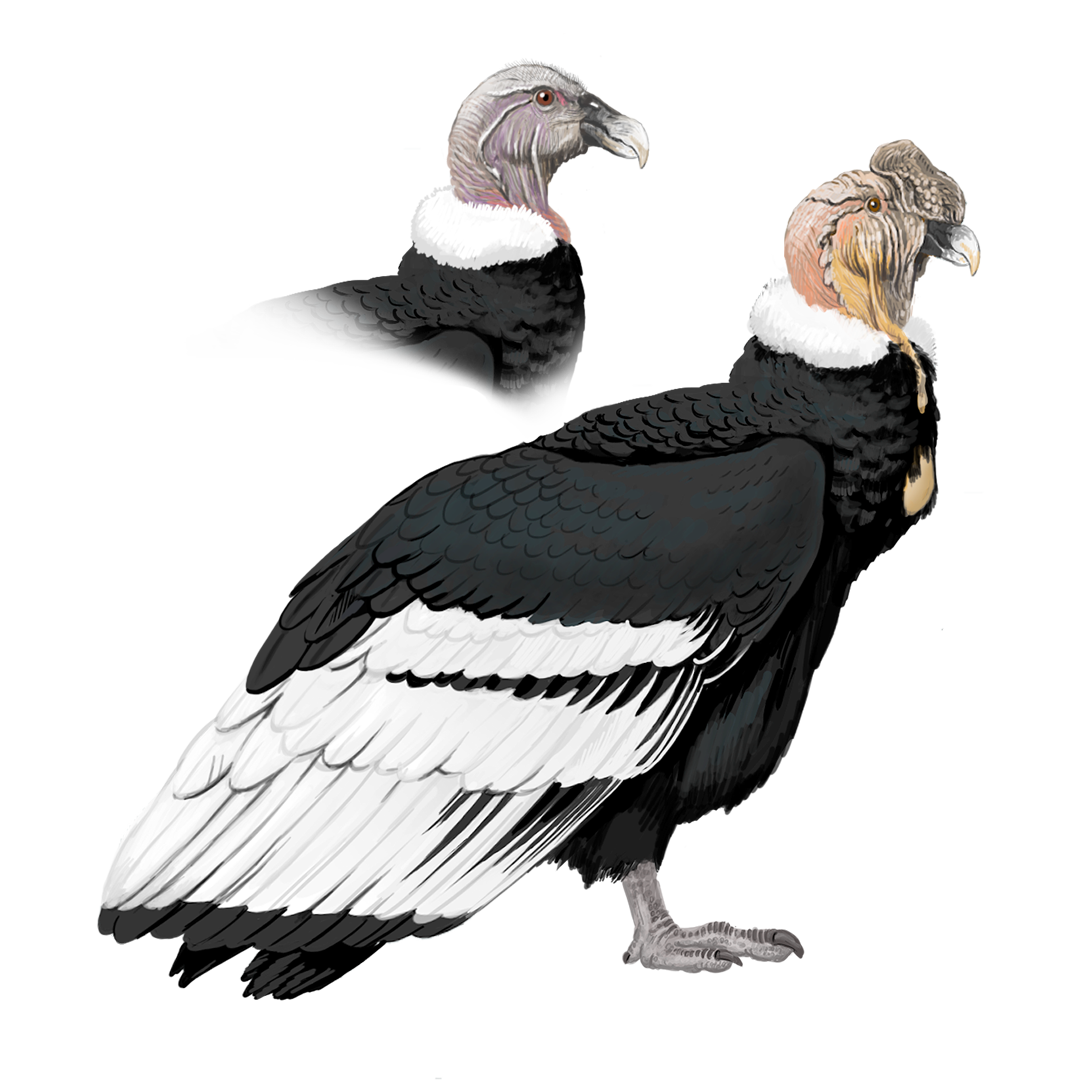 VULTUR-GRYPHUS (1)
