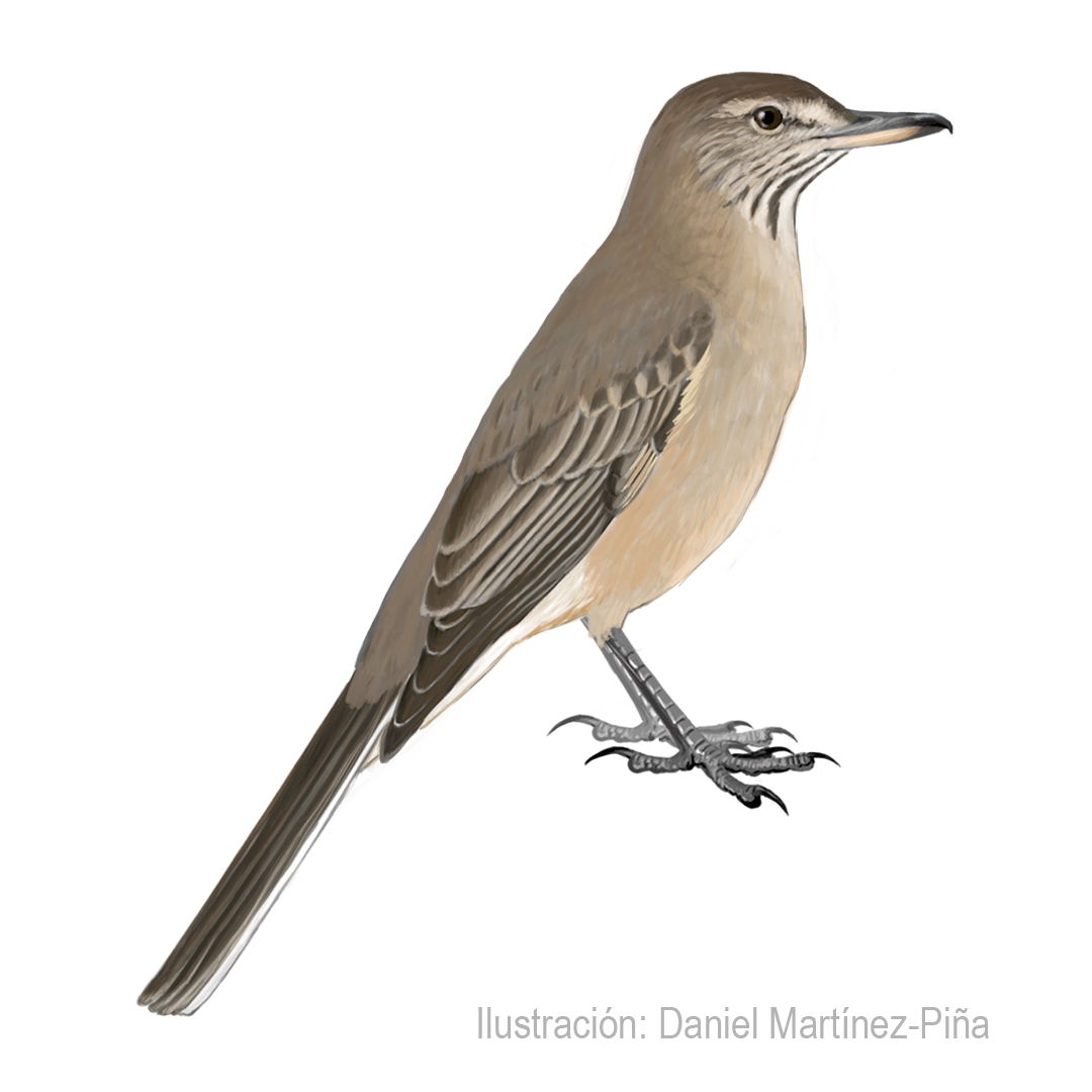 AGRIORNIS-MICROPTERUS (2)