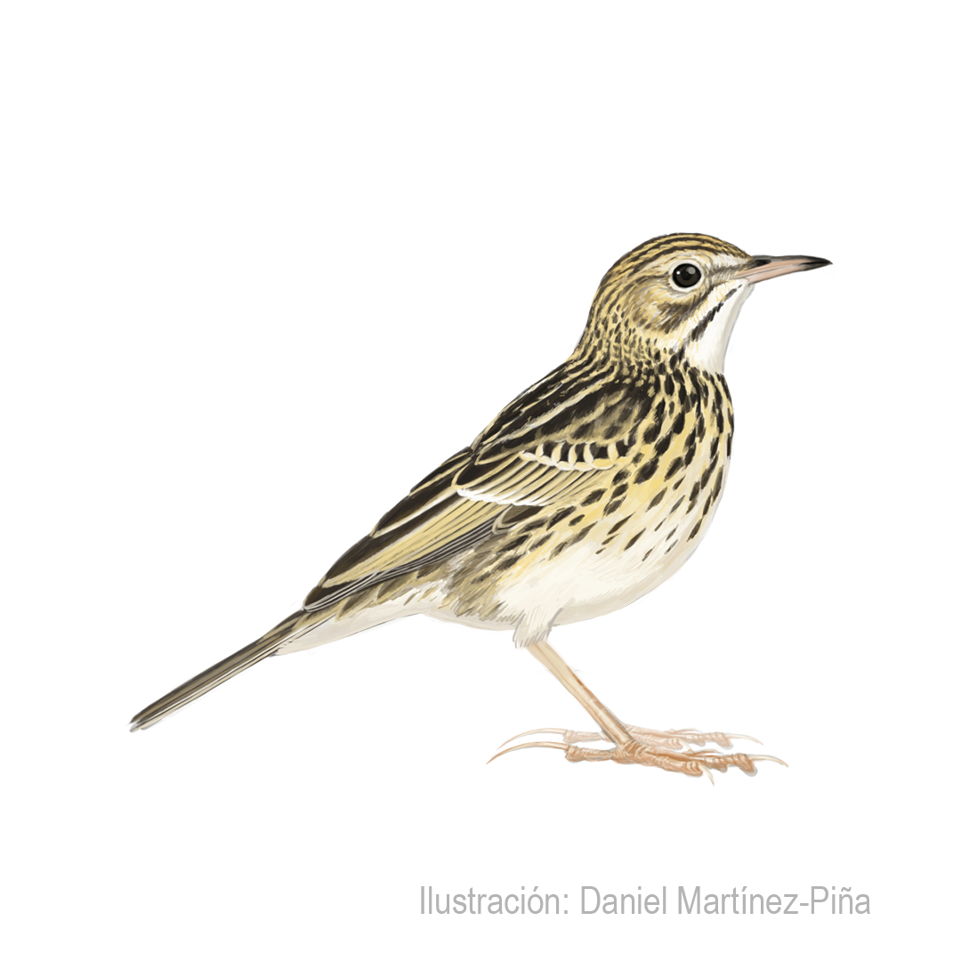 ANTHUS-CORRENDERA