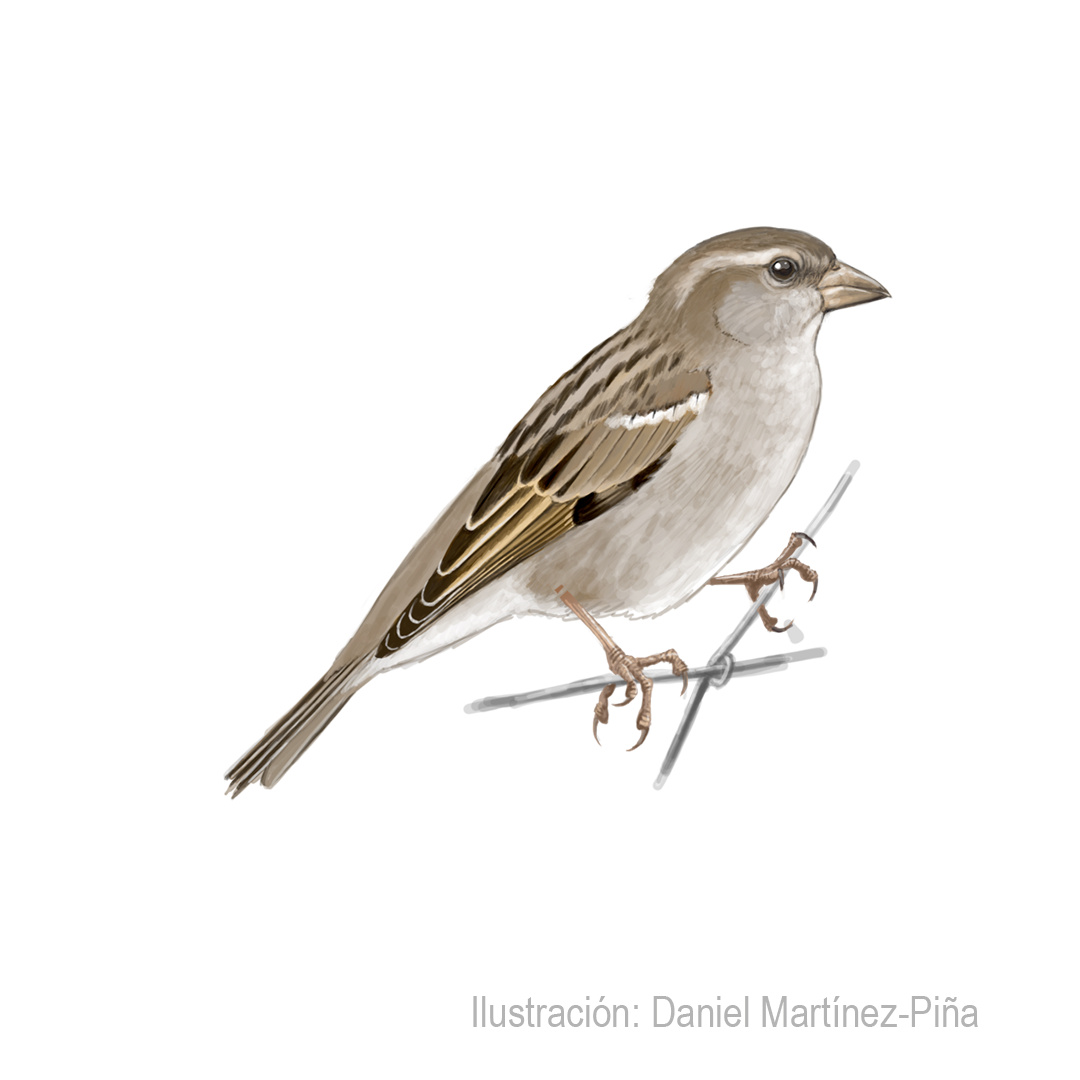 PASSER-DOMESTICUS-H