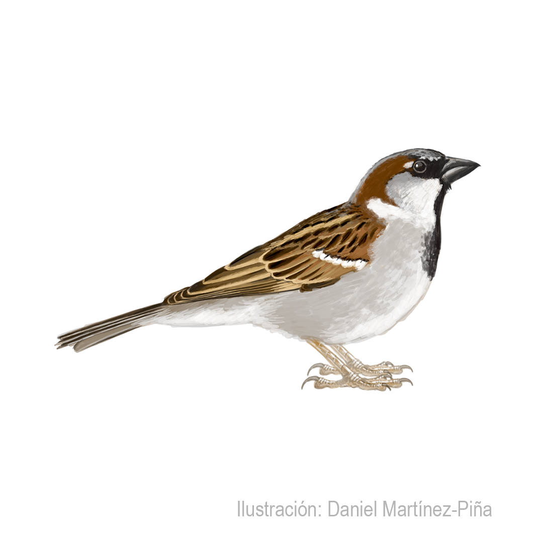 PASSER-DOMESTICUS-M