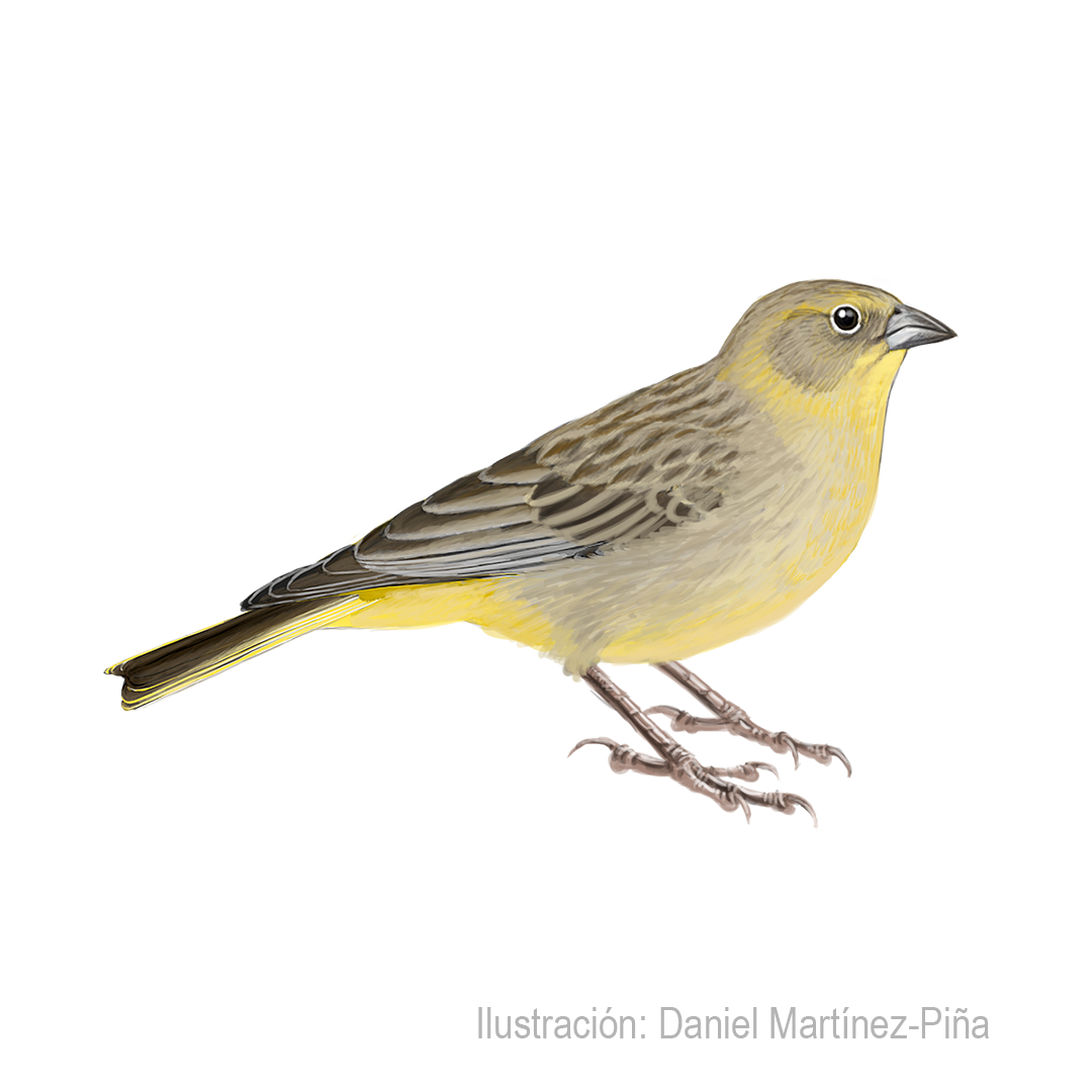 SICALIS-UROPYGIALIS-H
