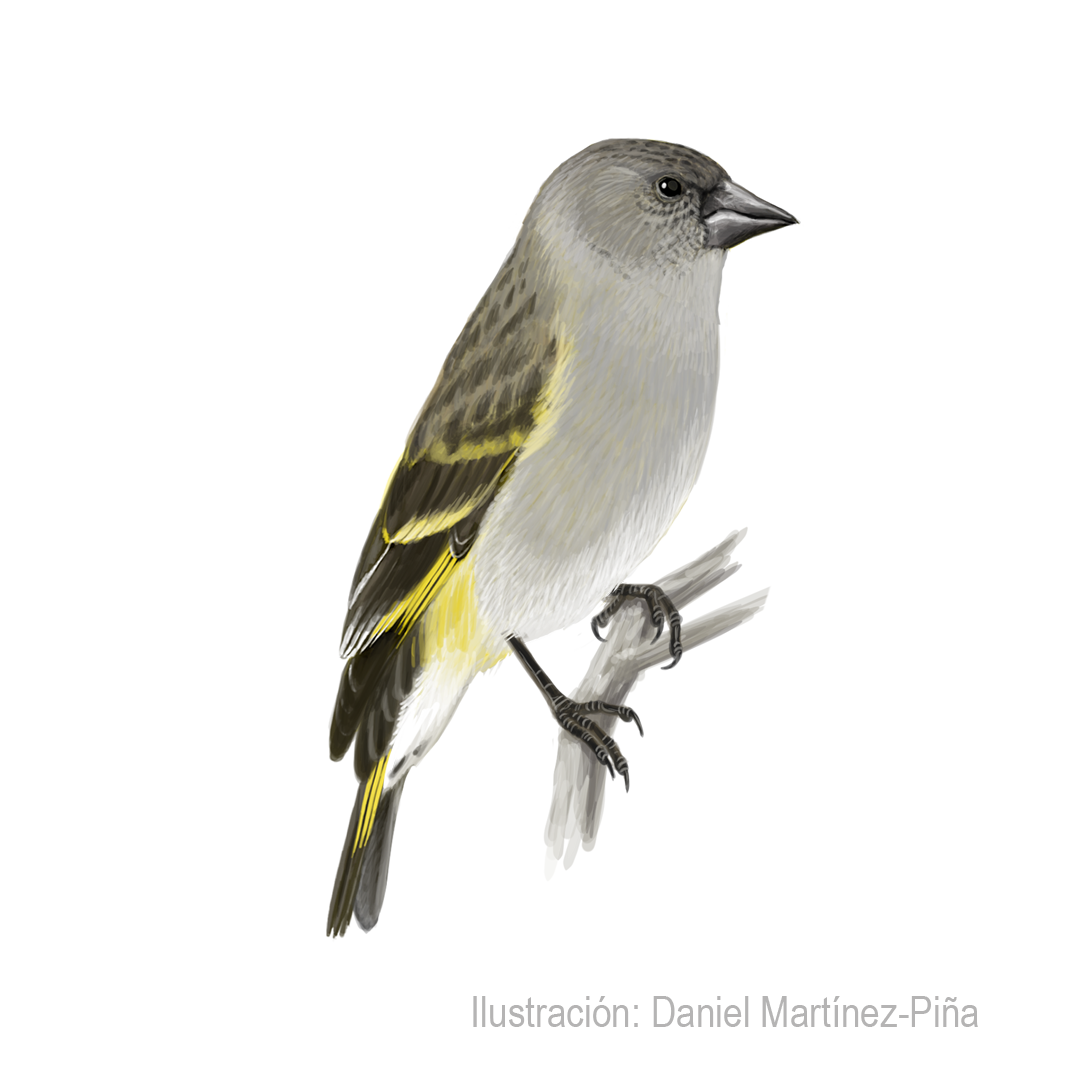 SPINUS-CRASSIROSTRIS-H