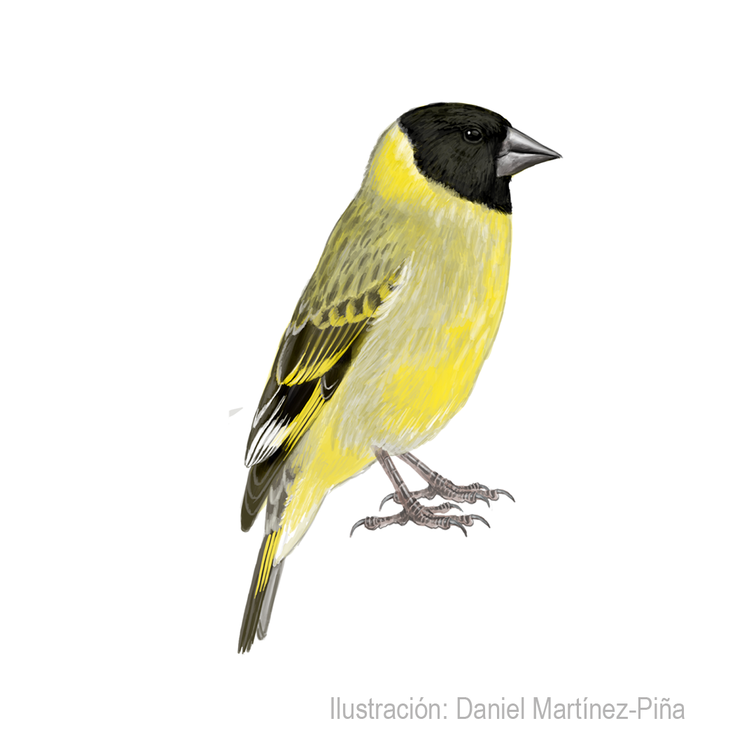 SPINUS-CRASSIROSTRIS-M