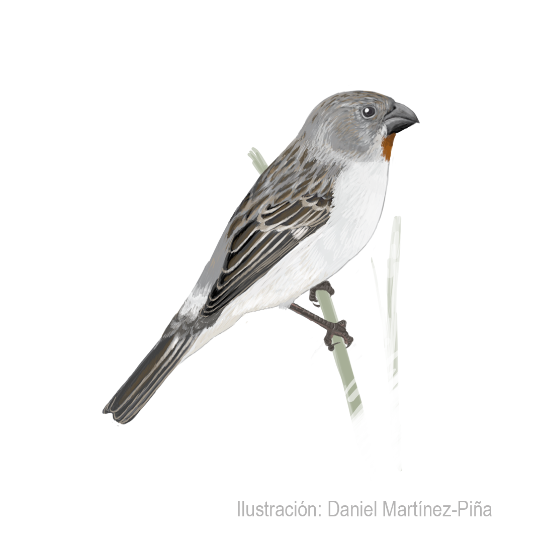 SPOROPHILA-TELASCO-M