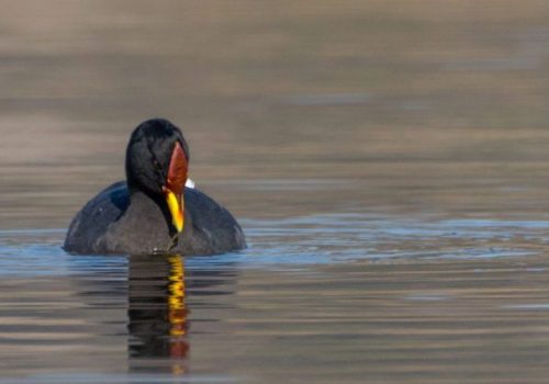 4. Noticia Convocatoria. Censos de Aves Acuáticas en la Laguna de Batuco y Humedal de San Luis