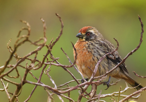 5to Conteo Latinoamericano de Aves Urbanas