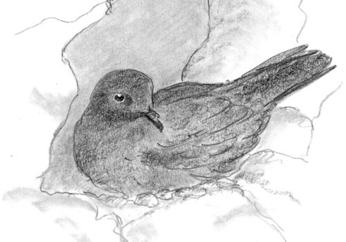 A107(1)#658272_stormvogeltje