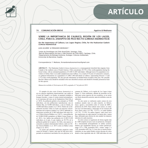Sobre la importancia de Calbuco para el Zarapito de pico recto