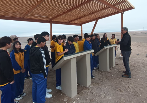 Actividades educativas golondrina de mar negra Pampa Chaca