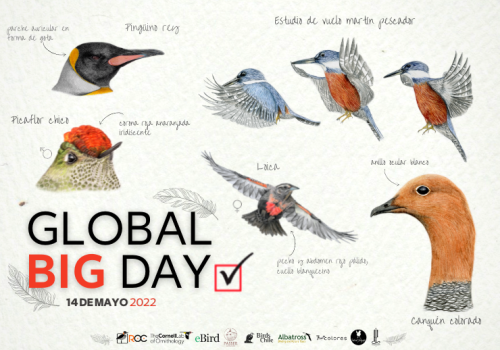 Afiche Global Big day 2022 - Passer Ilustraciones