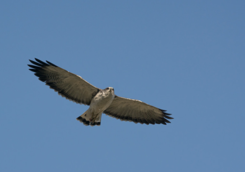 Aguilucho común - Vicente Pantoja
