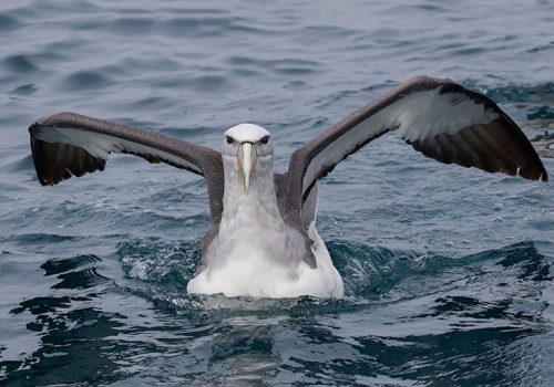 Albatros-de-Salvin4---Pio-Marshall-min