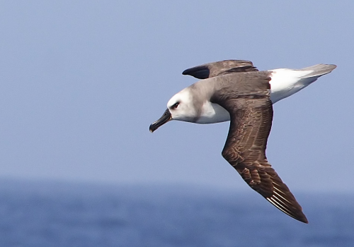 Albatros de cabeza gris (juvenil) - Pablo Cáceres