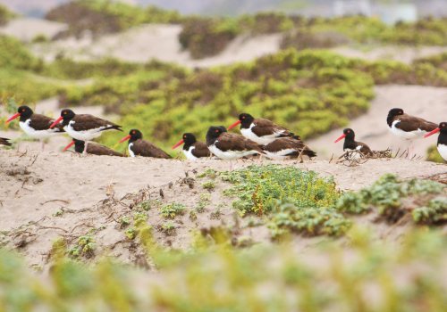 Bahia de Coquimbo