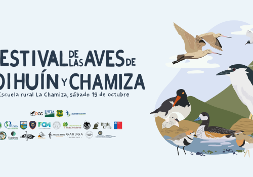 Banner web festival