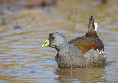 Bicipajeo Parque Tricao