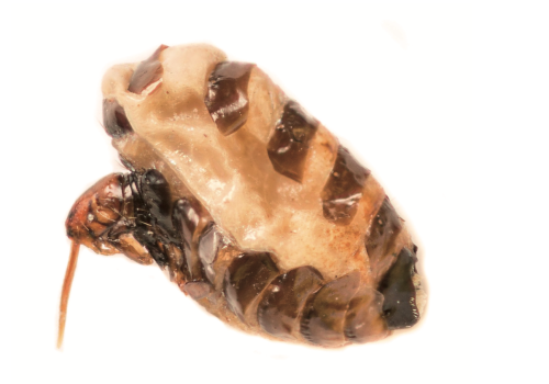 Captura de pantalla 2018-06-30 a las 8.31.37 p.m.