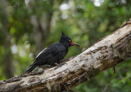Carpintero Negro (hembra) - Pablo Gutiérrez