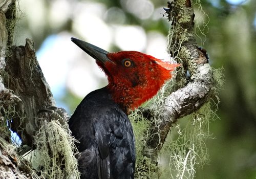 Carpintero negro macho- Franco Villalobos