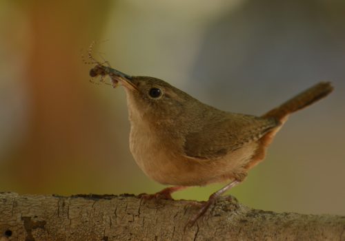 Chercan-comun--oscar-Mercado